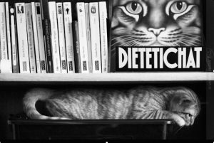 Diététichat: du nouveau sur l'alimentation des chats.
