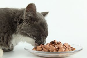 L'alimentation du chat respecte des normes nutritionnelles strictes.