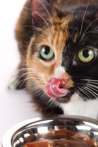 La bi-nutrition associe le bien et le bon, pour le plaisir des chats.
