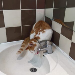 Le chat doit trouver de l'eau par tout les moyen, et l'eau courante est très appréciée par lui.